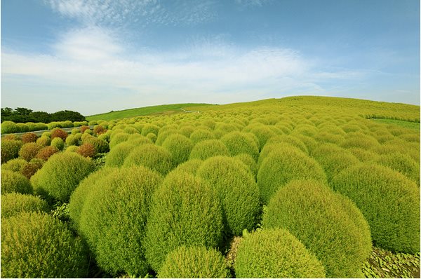 Kochia-Green
Garden Design
Calimesa, CA