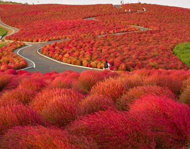 Image of Kochia flower in autumn