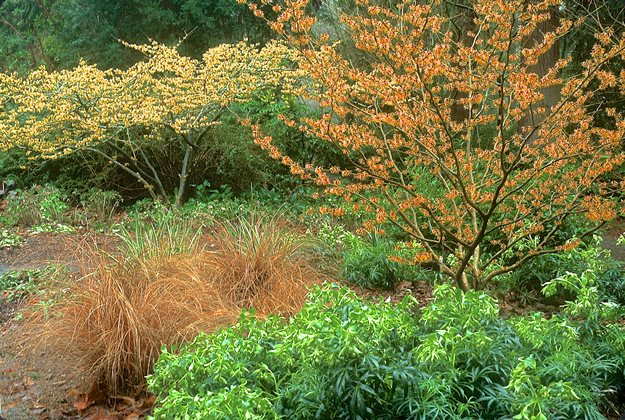 Loughrey_hamamelis_intermedia_orange_beauty_h._mollis_pallida Garden Design Calimesa, CA