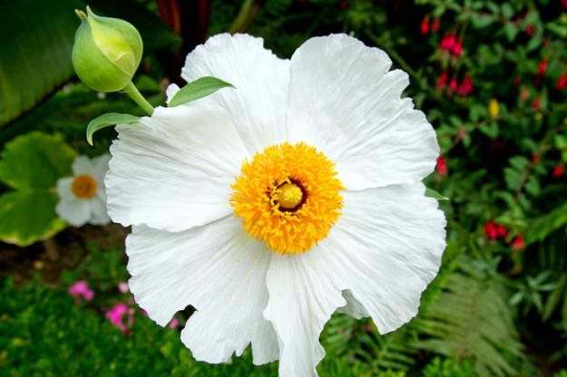 Matilija Poppy 1
Garden Design
Calimesa, CA