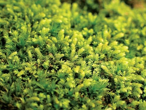 Moss, Macro
Garden Design
Calimesa, CA