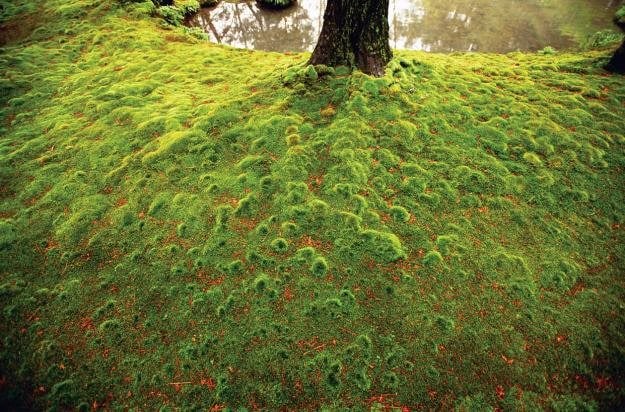 Moss in Japan's Gardens | Garden Design