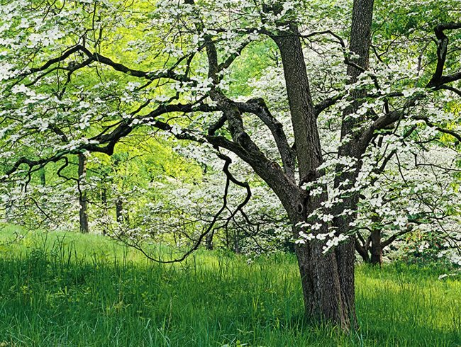 Mt Cuba Flowering Dogwood
Garden Design
Calimesa, CA