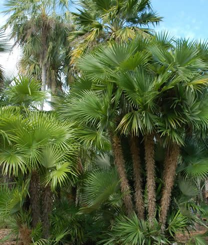 Palmetum
Garden Design
Calimesa, CA