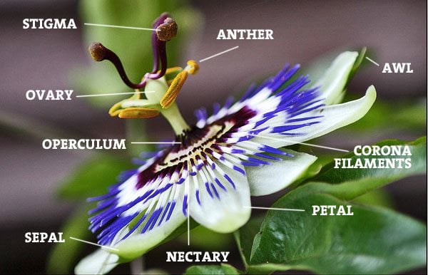 Botanic Notables: 500 Shades of Passiflora | Garden Design