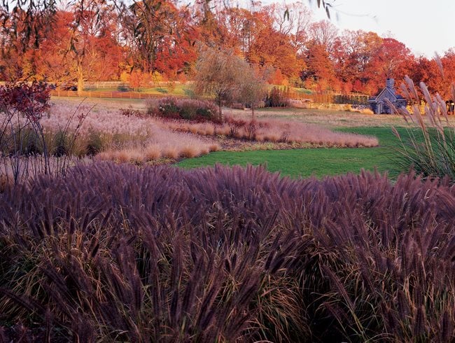 Pennisetum, Swale, Textural Garden, Rain Garden
Garden Design
Calimesa, CA