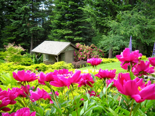 Peonies, Garden Shed 
Garden Design
Calimesa, CA