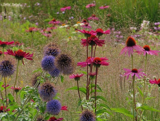 Perennial Planting, Perennial Desing
MyGardenSchool
London, UK