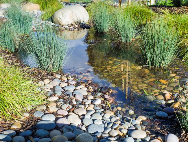 Rainwater Catchment, Rain Garden
Theodore Payne Foundation
Sun Valley, CA