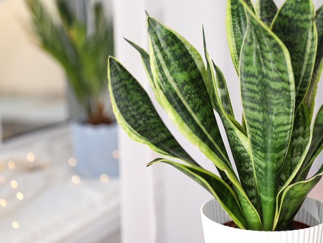 Sansevieria Trifasciata 'laurentii', Houseplant, Green Leaves
Shutterstock.com
New York, NY