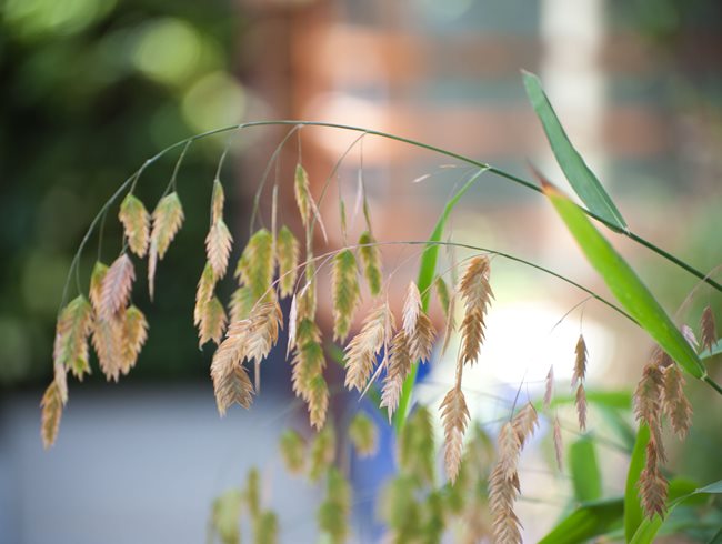 Seed Heads, Northern Sea Oats
Julie Moir Messervy Design Studio
Saxtons River, VT