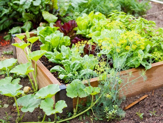 Small Vegetable Garden