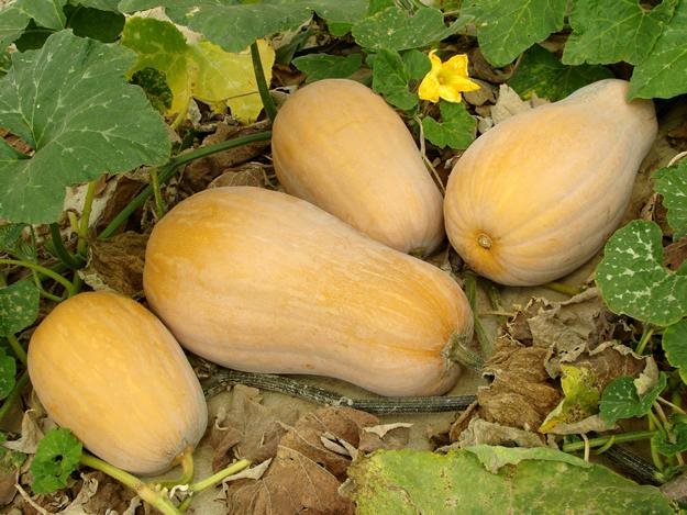 Squash_0
Garden Design
Calimesa, CA