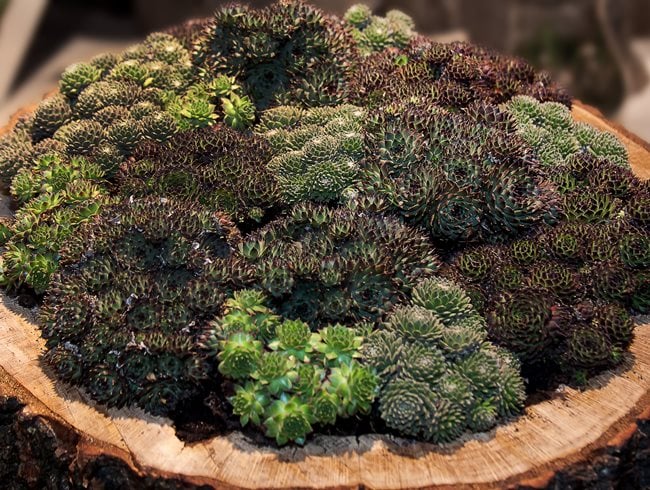 Succulents Growing In Log
Garden Design
Calimesa, CA