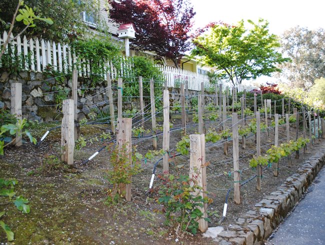 Vineyard Garden
Garden Design
Calimesa, CA