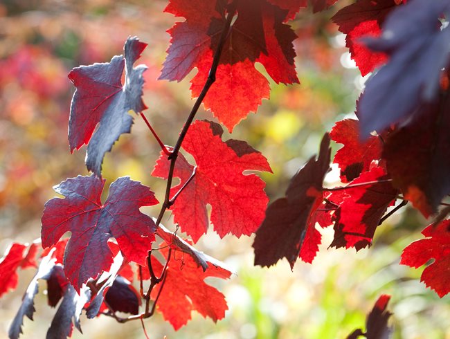 Vitis Vinifera 'purpurea' (purple Leaf Grape"
Garden Design
Calimesa, CA