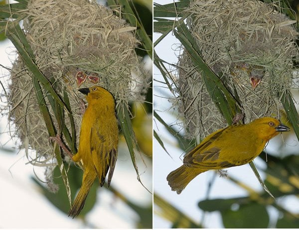 Weaver Bird Checks Nest
EarthStone Ovens
Glendale, CA