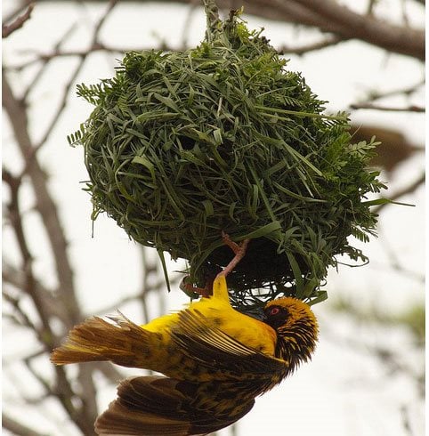 african weaver bird nest