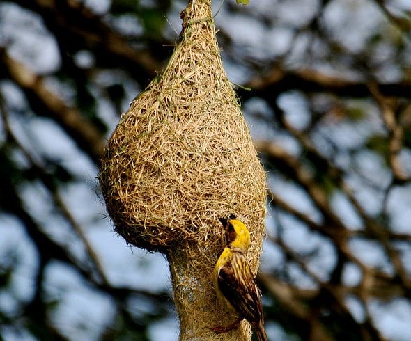 african weaver bird nest