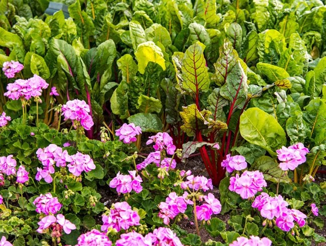 Zonal Geranium, Swiss Chard, Ornamental Edibles
Garden Design
Calimesa, CA