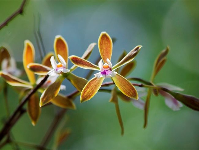 Orchid, Butterfly Orchid, Endangered Species
Succulent and Cacti Pictures
Fairchild Tropical Botanic Garden
