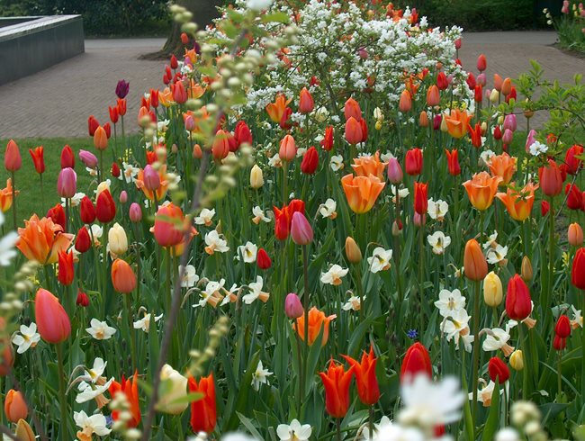 The Craft of Interplanting with Jacqueline van der Kloet, Slide Show
Garden Design
Calimesa, CA