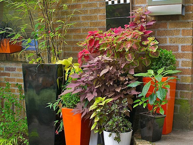 Best Shade Plants For Pots, Container Garden Design Ideas Uk