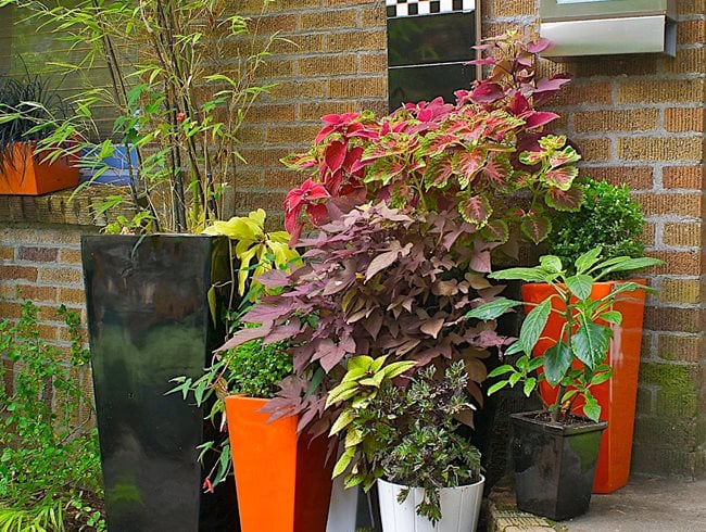 https://www.gardendesign.com/pictures/images/650x490Exact_0x60/site_3/shade-containers-janet-loughrey_8823.jpg