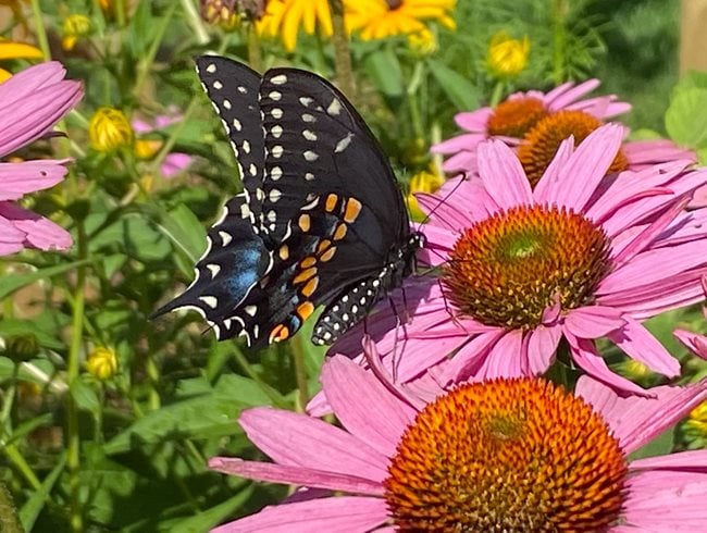 Black Swallowtail Butterfly
Morty Bachar / Patty Storms
Lewes, DE