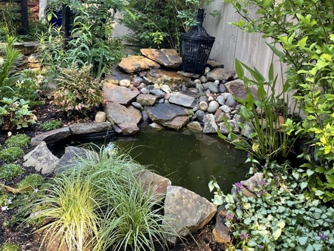 Garden Pond
Alli Guleria
Washington D.C.,