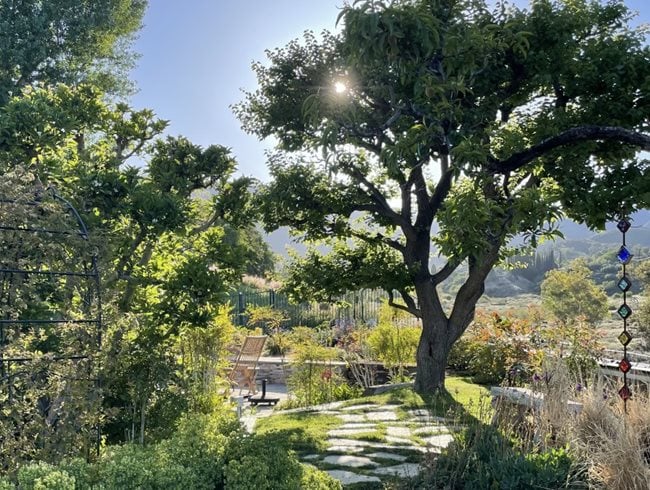 Backyard Sunrise With Tree
Garden Design
Calimesa, CA
