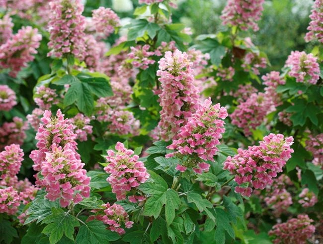 Gatsby Pink Oakleaf Hydrangea, Hydrangea Quercifolia
Proven Winners
Sycamore, IL