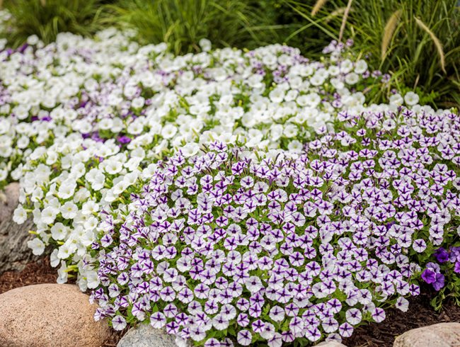 Mini Vista Supertunia Violet Star, Bicolor Petunia
Proven Winners
Sycamore, IL