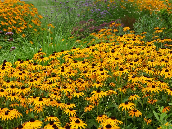 Black-Eyed Susan Planting, Meadow Garden
Morty Bachar / Patty Storms
Lewes, DE