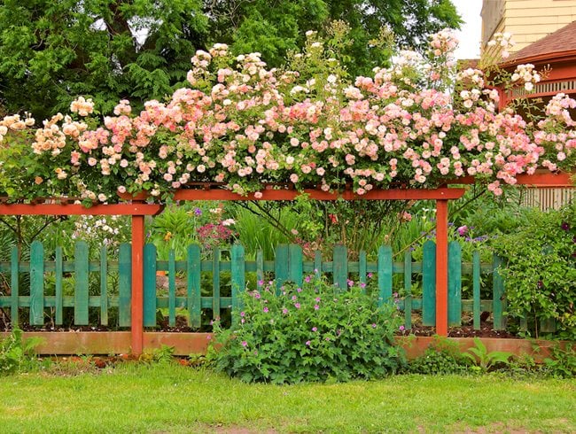 Climbing Roses On Fence  Garden Design  Calimesa, CA