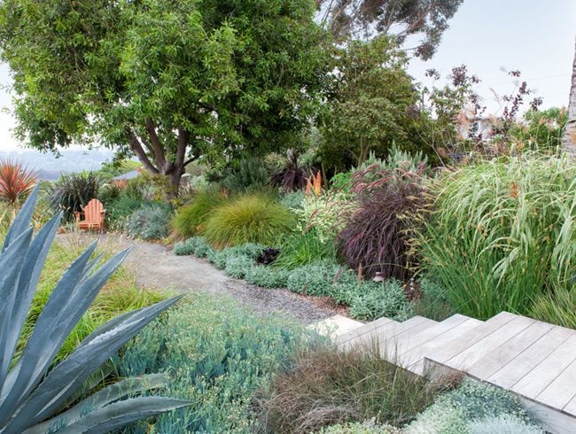 Drought Tolerant Landscaping Ideas