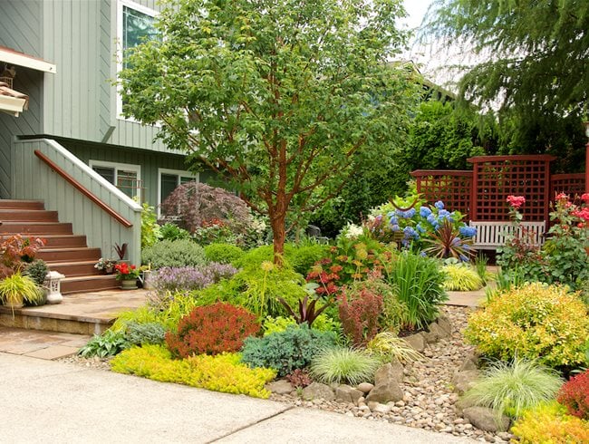 Front Yard Landscape With Gold And Red Foliage Garden Design Calimesa, CA