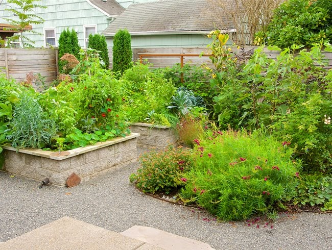 Eco Friendly Lawn Grass Alternatives Garden Design