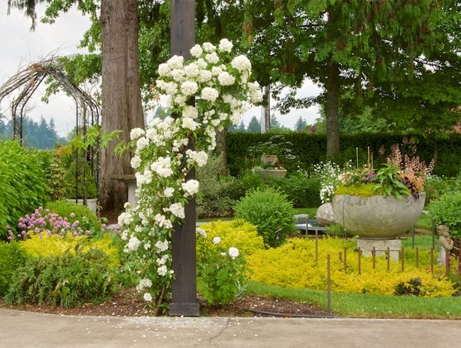 White Roses On Frame  Garden Design  Calimesa, CA