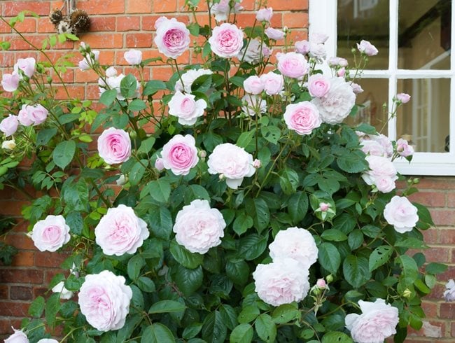 Roses In English Garden
Shutterstock.com
New York, NY