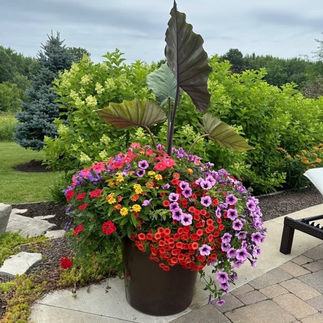 Colorful Flower Container Planting
"Dream Team's" Portland Garden
Garden Design
Calimesa, CA