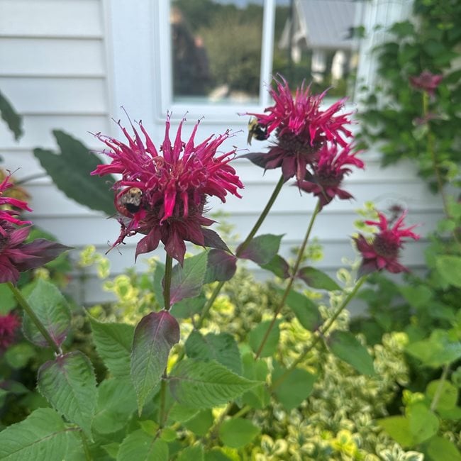 Bumble Bee On Bee Balm, Garden Pollinator
"Dream Team's" Portland Garden
Garden Design
Calimesa, CA