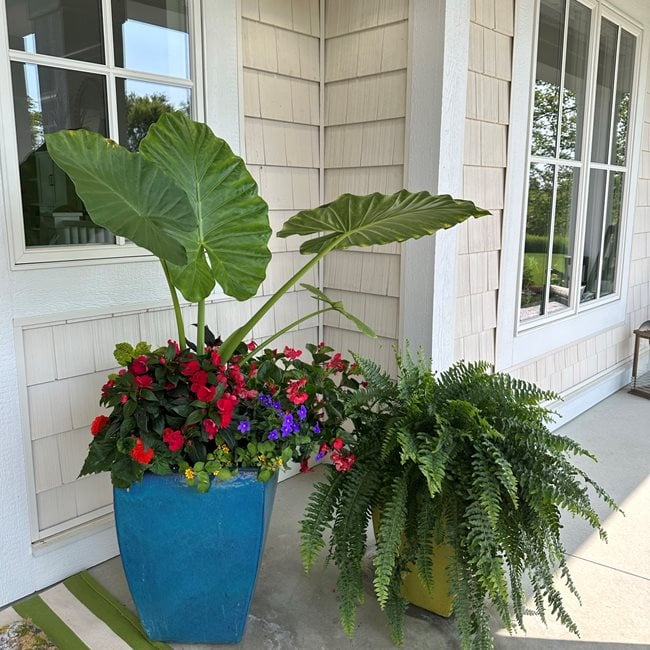 Front Porch Plant Container
"Dream Team's" Portland Garden
Garden Design
Calimesa, CA