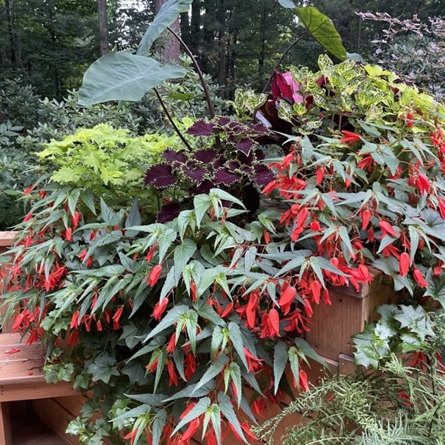 Shade Deck Box With Begonia
"Dream Team's" Portland Garden
Garden Design
Calimesa, CA