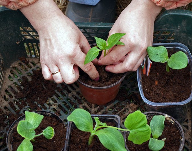 Landscaping Shrubs