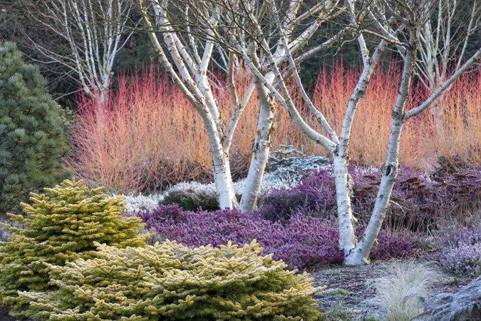 Design a Winter Garden that Combines Toughness, Color & Texture