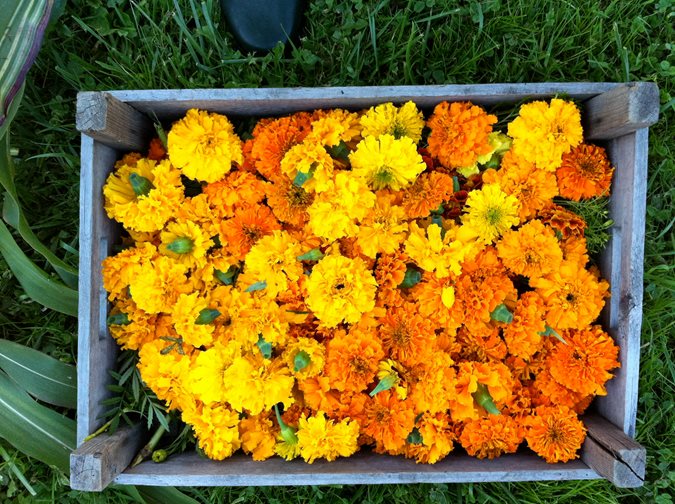 DIY Marigold Garlands Gallery Garden Design