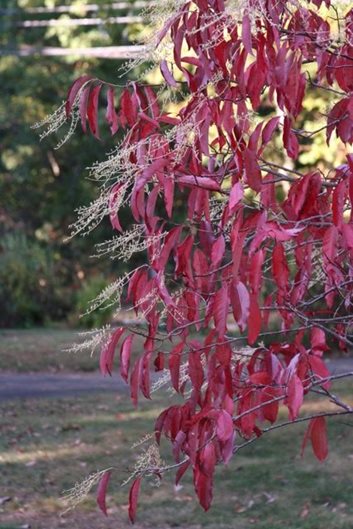 fall & winter plants for new england - gallery garden design