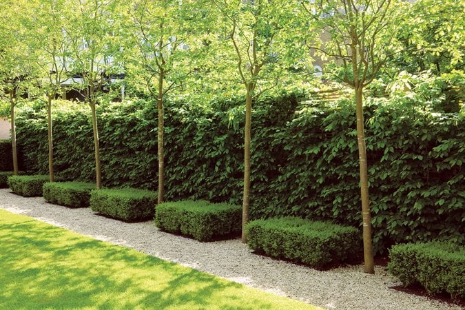 Glorious Hedges Gallery Garden Design