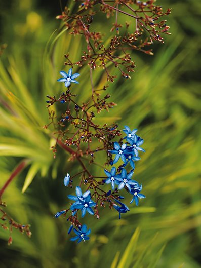 Nivenia Corymbosa
Mediterranean Berkeley Garden, Photo Gallery
Brandon Tyson
Berkeley, CA